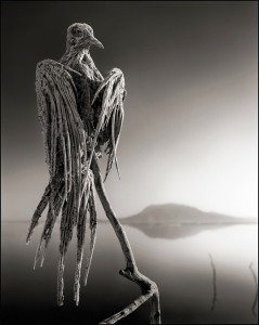 Nick Brandt - Calcified Dove, Lake Natron, 2012