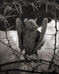 Nick Brandt - Calcified Bat II, Lake Natron, 2012