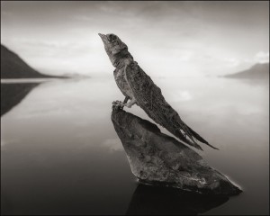 Nick Brandt - Calcified Swallow, Lake Natron, 2012