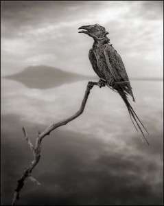 Nick Brandt - Calcified Swongbird, Lake Natron, 2012