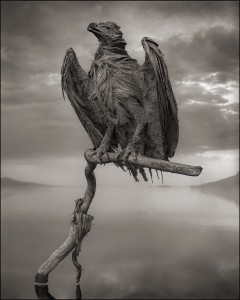 Nick Brandt - Calcified Eagle, Lake Natron, 2012