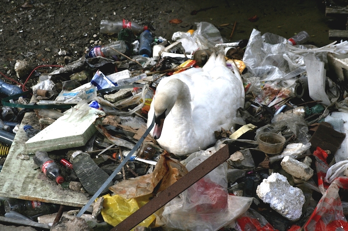 Swan-nest-Amsterdam