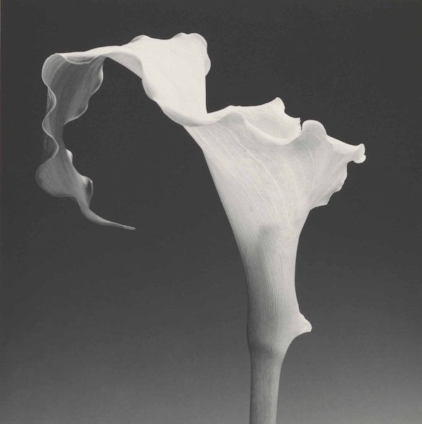 robertmapplethorpe_kunsthalrotterdam exhibitions in the netherlands